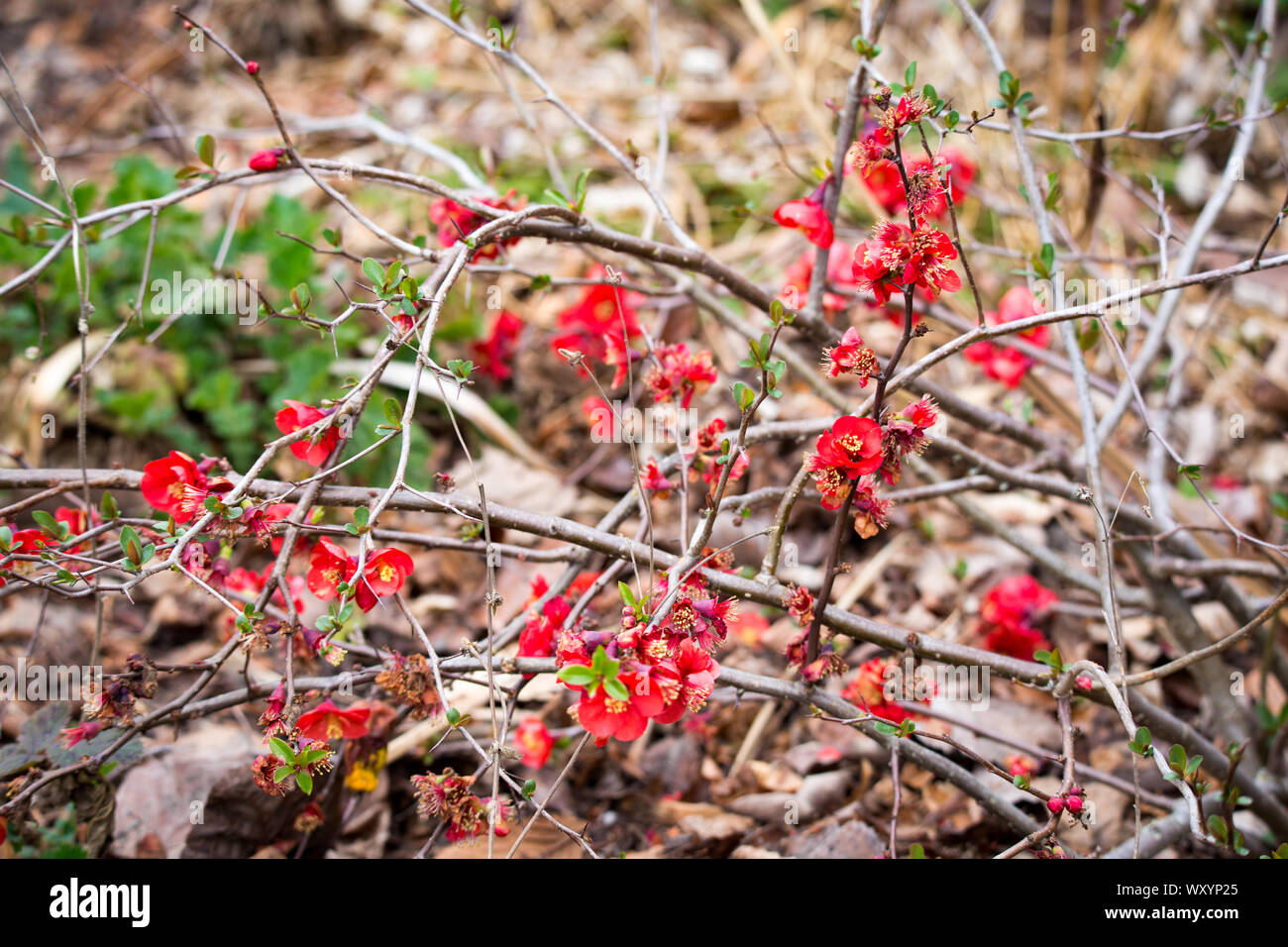 Chaenomeles Japonica, oder blühende Quitte, hat wunderschöne scharlachrote Blüten im Frühjahr, bevor die Blätter erscheinen Stockfoto