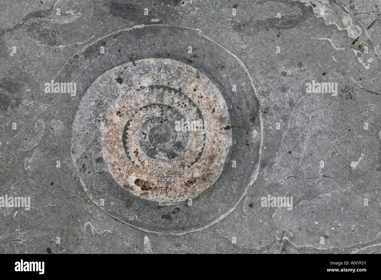 Fossilien eingebettet in Stein am Strand, Lyme Regis Stockfoto