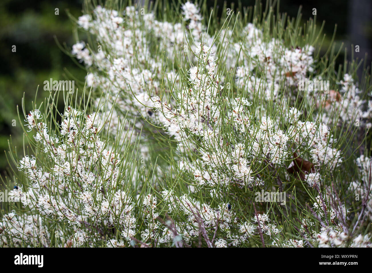 Die hakea Prostrata ist ein niedrig liegenden Strauch in Western Australia und Blumen ausgiebig im Frühjahr mit weißen Blumen Stockfoto