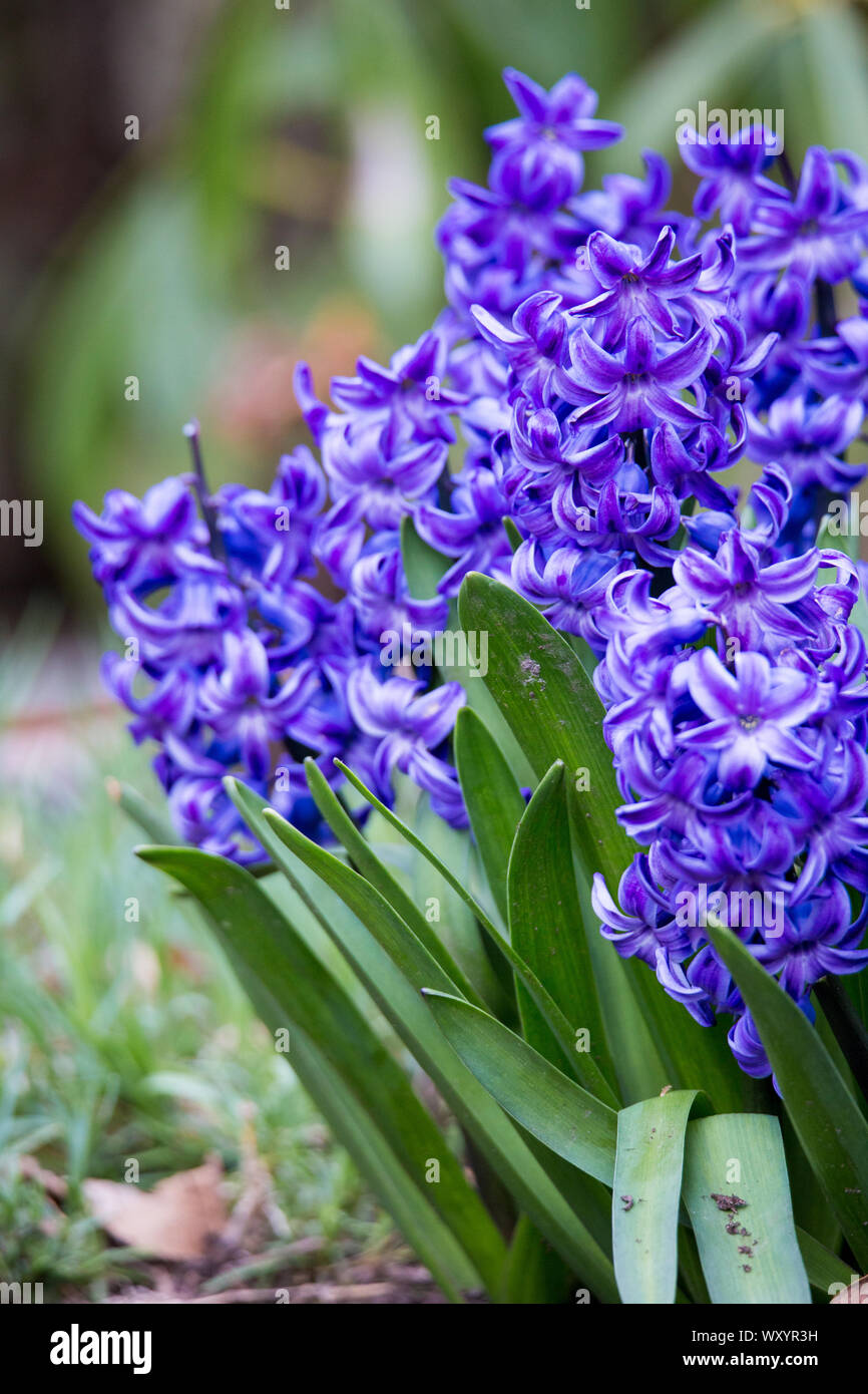 Schöne Blüte lila Hyazinthen signal Frühling ist hier mit ihren leuchtenden Farben und Duft Stockfoto