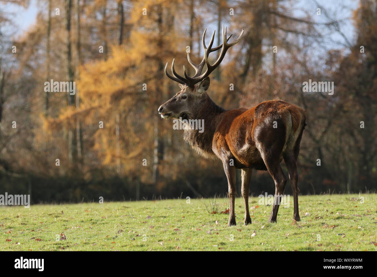 Rotwild in Tatton Park, Herbst Stockfoto