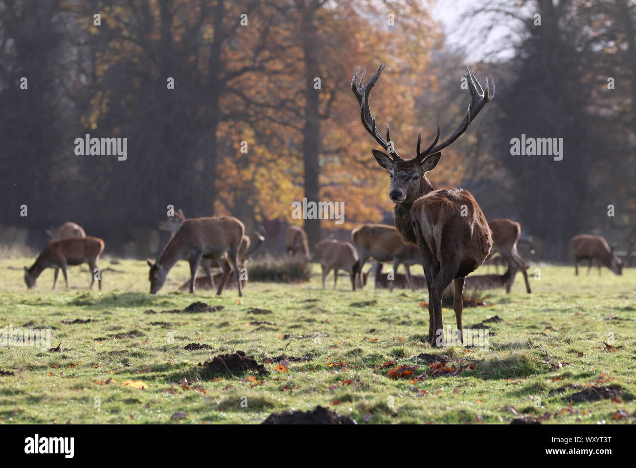 Rotwild in Tatton Park, Herbst Stockfoto