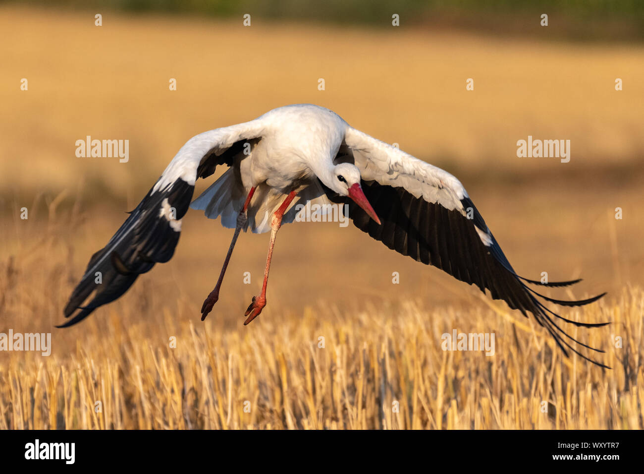 Weißstorch (Ciconia Ciconia) Stockfoto