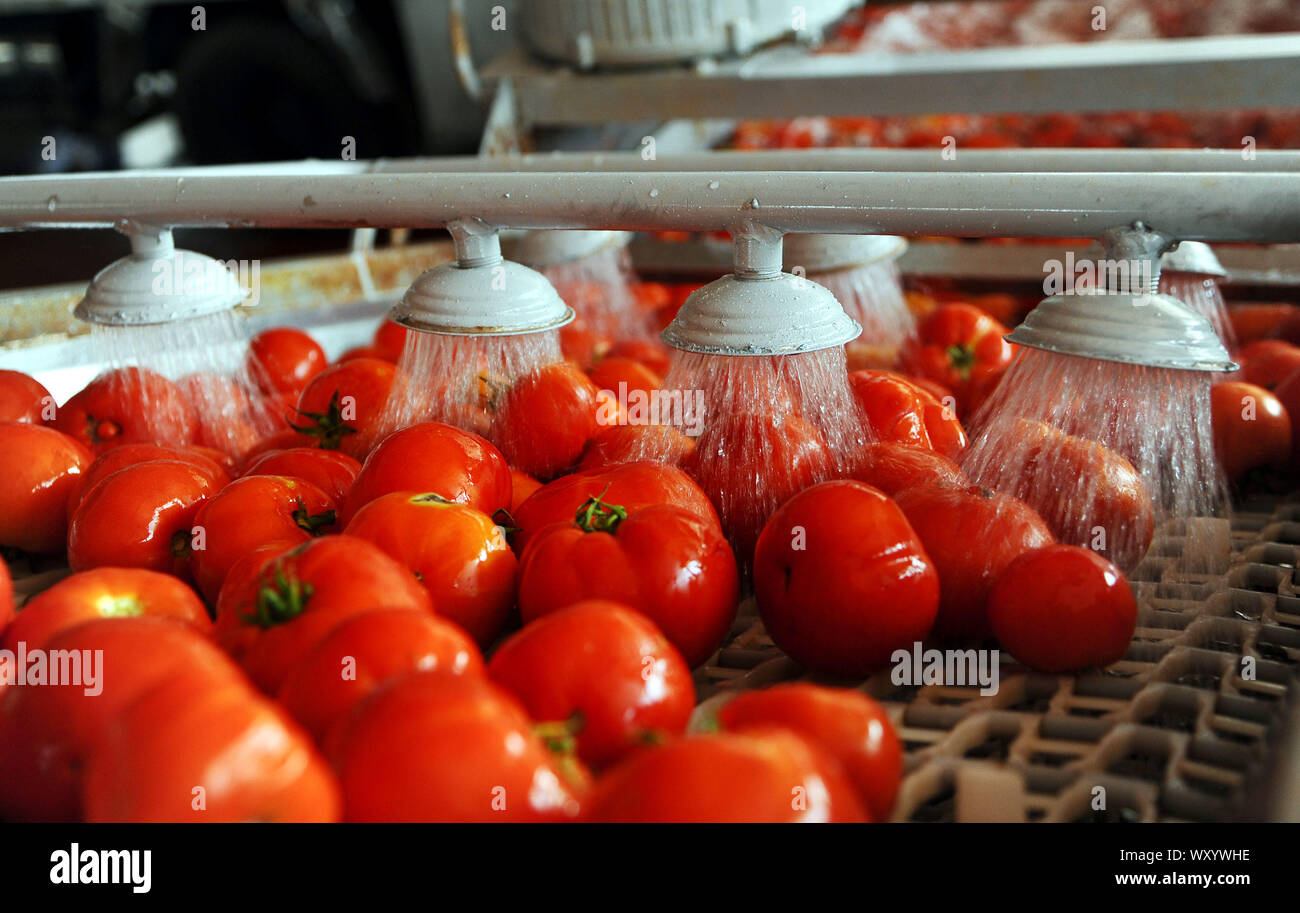 Damaskus, Syrien. 18 Sep, 2019. Tomaten werden gespült Tomatenmark in einer Fabrik in Damaskus, Syrien, Sept. 18, 2019. Die Tomate Ernten in Syrien war mit den Rebellen in die Kontrolle über Teile des südlichen Region betroffen vor der syrischen Armee zurückerobert wichtigen landwirtschaftlichen Bereichen. Credit: Ammar Safarjalani/Xinhua Stockfoto