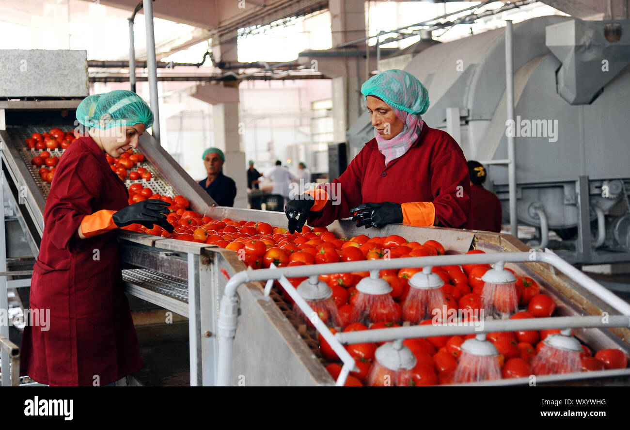 Damaskus, Syrien. 18 Sep, 2019. Syrische Arbeiter bereiten Tomaten Tomatenmark in einer Fabrik in Damaskus, Syrien, Sept. 18, 2019. Die Tomate Ernten in Syrien war mit den Rebellen in die Kontrolle über Teile des südlichen Region betroffen vor der syrischen Armee zurückerobert wichtigen landwirtschaftlichen Bereichen. Credit: Ammar Safarjalani/Xinhua Stockfoto