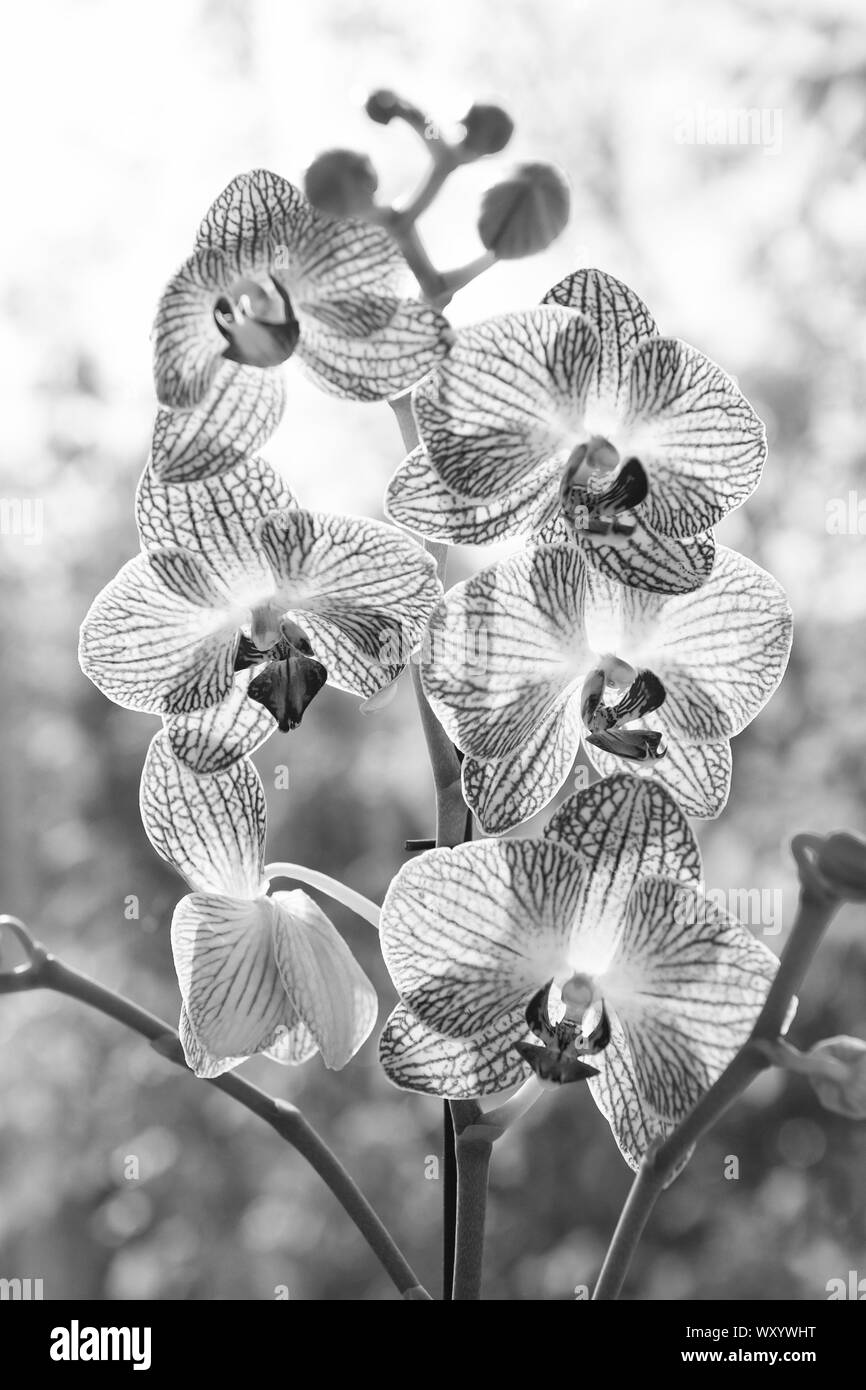 Floral Konzept. Orchid wachsende Spitzen. Wie kümmern uns um Orchideen im Innenbereich. Am häufigsten angebaut Haus pflanzen. Orchideen blühen. Orchid Flower Pink und Gelb blühen. Phalaenopsis Orchidee. Stockfoto