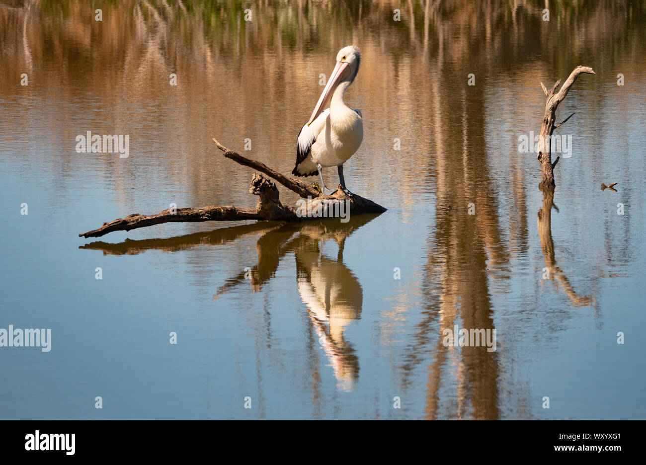 Ein australischer Pelikan, Pelecanus conspicillatus, sitzen auf einem in Feuchtgebieten beliebtes Ziel für Vogelbeobachtung in der Nähe von Mudgee New South Wales, Austral Stockfoto