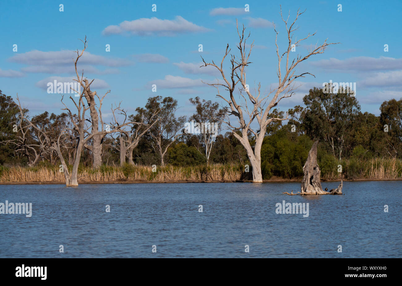 Wetland bird Lebensraum in Warren, New South Wales, Australien. Ein beliebtes Reiseziel für Vogelbeobachter im Outback von New South Wales in Australien. Stockfoto