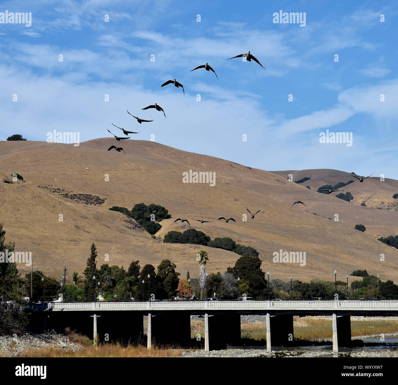 Schwarm Gänse, Branta canadensis, fliegen über Mision Boulevard und Alameda Creek, Kalifornien Stockfoto