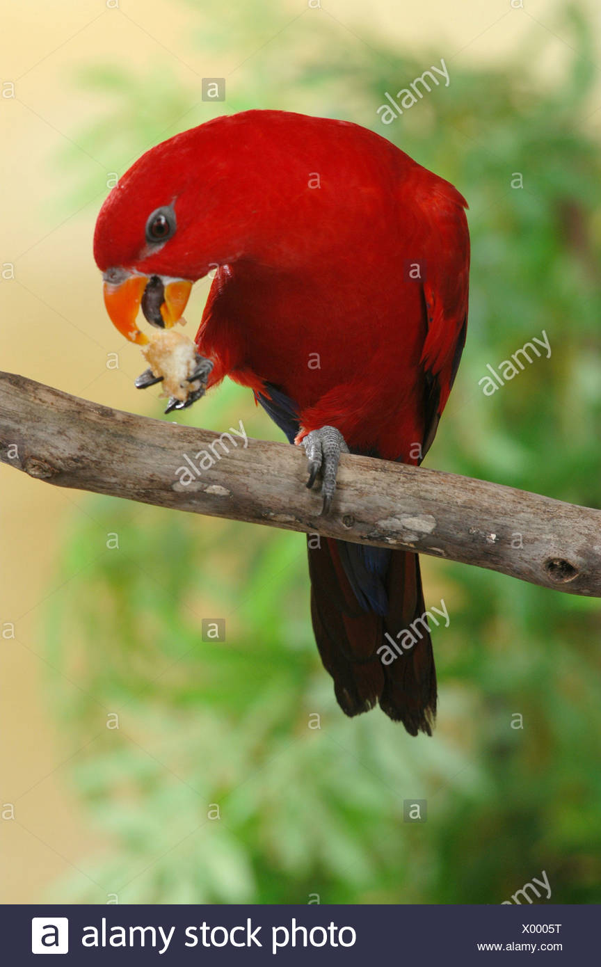 Roter Papagei Stockfotografie Alamy
