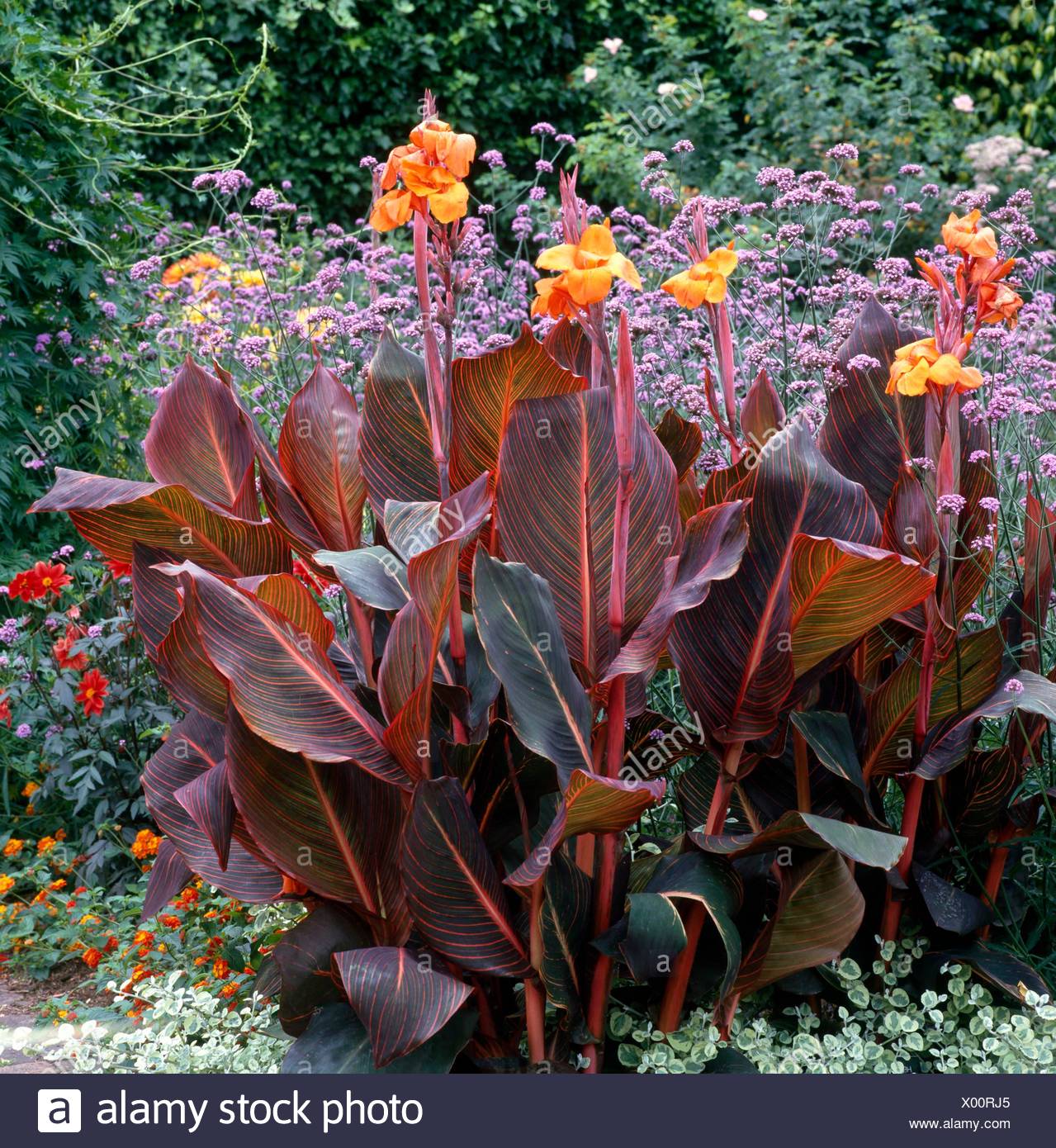 Canna Phase Stockfotos & Canna Phase Bilder Alamy