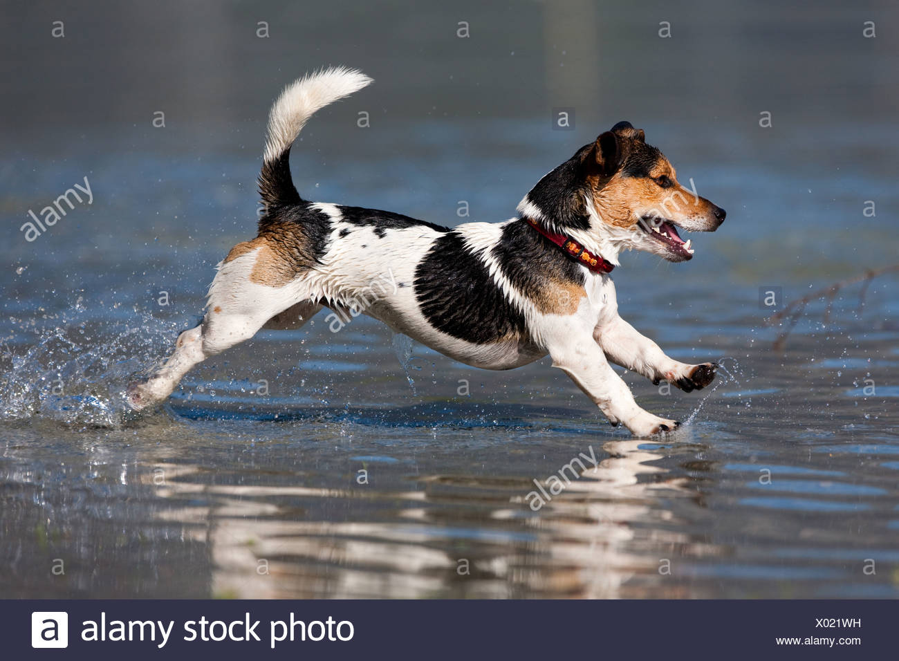 Jack Russell Terrier Jumping In Stockfotos und bilder Jack Russell Terrier springen in Wasser, Nord Tirol
