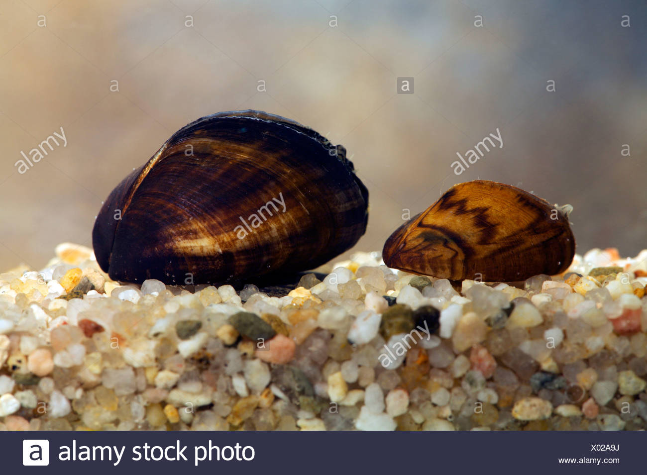 Zebramuscheln Stockfotos Und Bilder Kaufen Alamy
