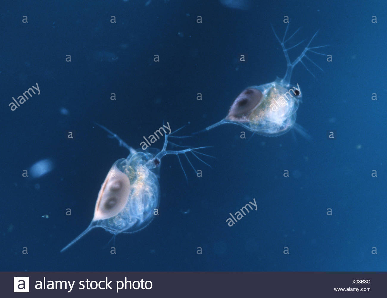 Daphnien Stockfotos und bilder Kaufen Alamy