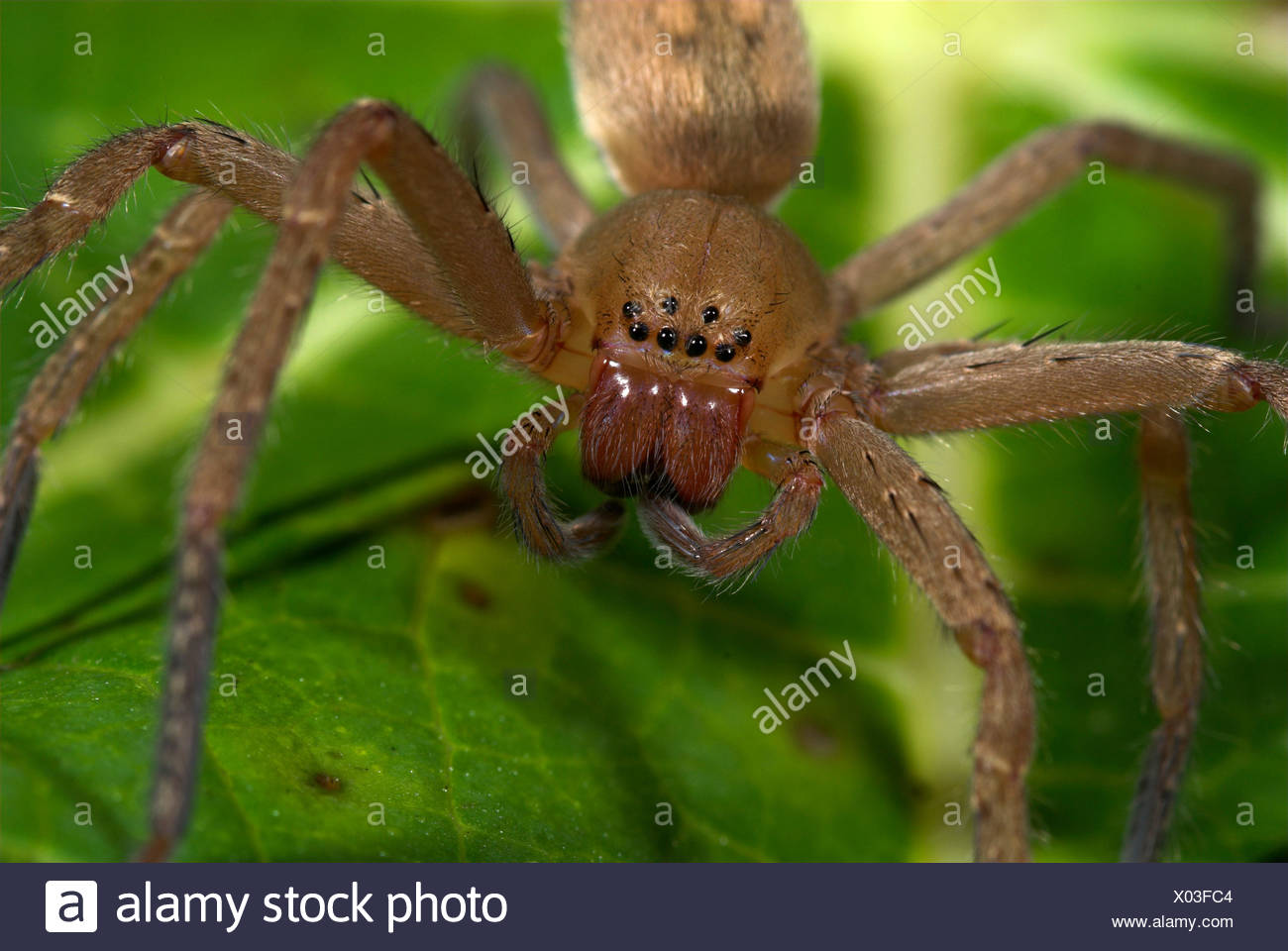 Die Jagd oder Kinderzimmer Web Spider, Familie Pisauridae, Manu Peru, in  der Nähe der uup Gesicht zeigt acht Augen, Dschungel, Amazon, 8,  furchterregenden Stockfotografie - Alamy
