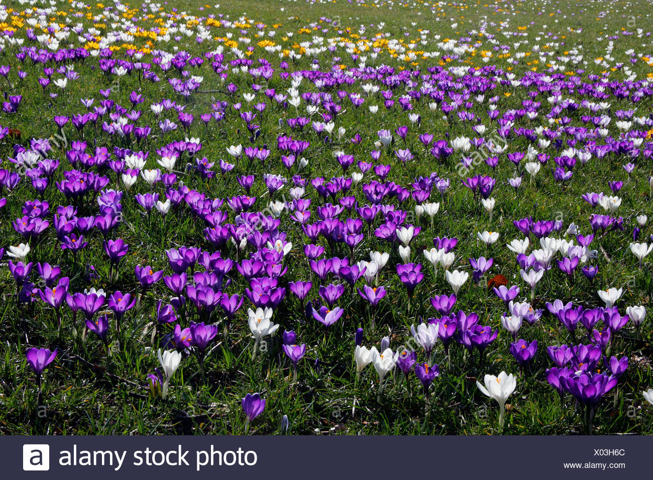 Bluhenden Krokus Wiese Im Fruhjahr Niederlandische Crocusses