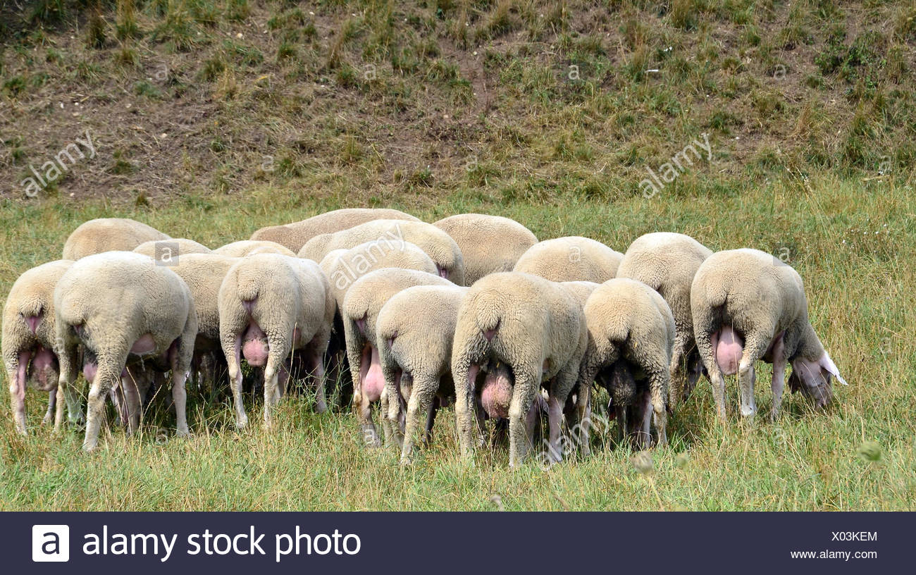Hoden Tier Stockfotos und -bilder Kaufen - Alamy