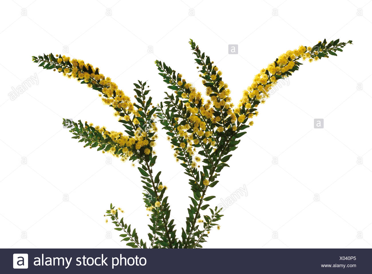 Kanguru Blume Kanguru Pfotchen Anigozanthos Beliebte Pflanzen Erfahrungen Green24 Hilfe Pflege Bilder