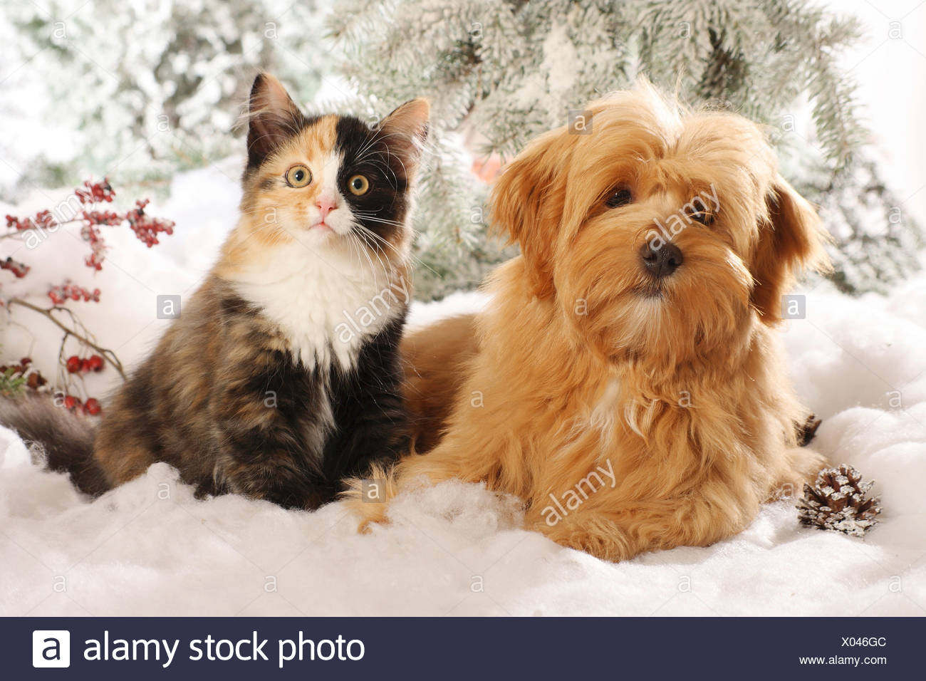 Tierische Freundschaft Havaneser Hund Und Sibirische Katze