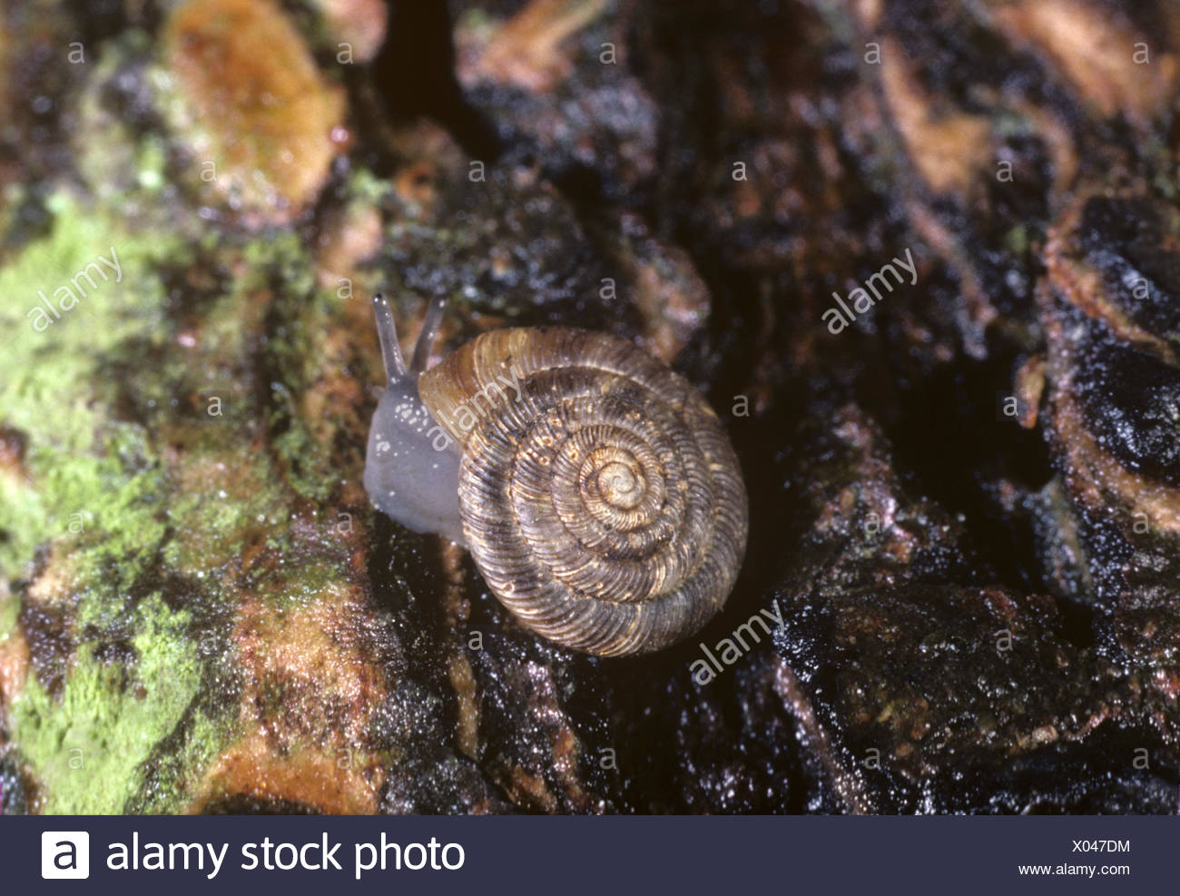 Abgerundete Schnecke - Discus rotundatus Stockfoto