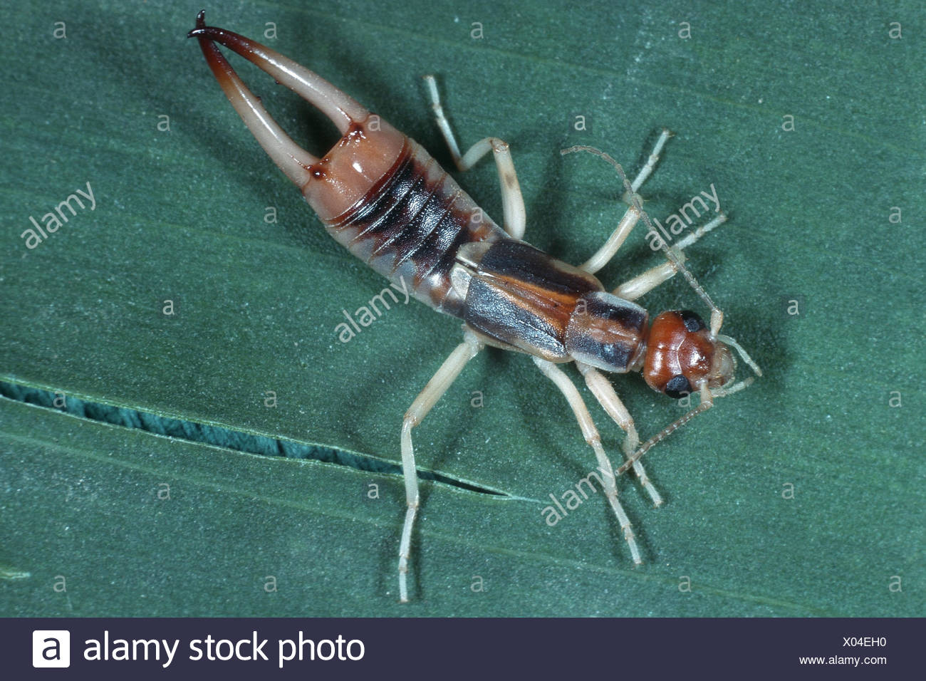 Gelblicher Ohrwurm Stockfotos und bilder Kaufen Alamy
