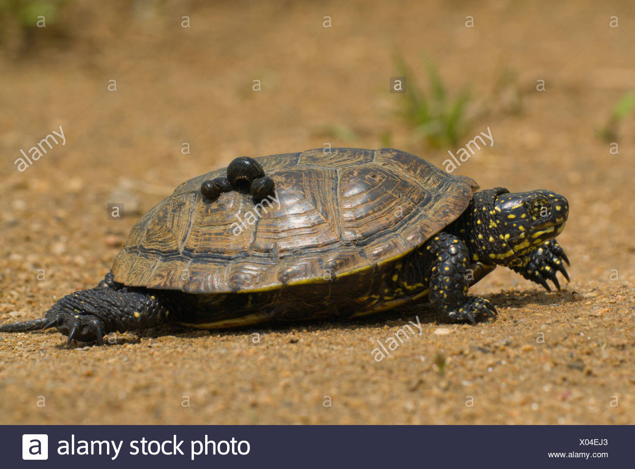 Europaische Sumpfschildkrote Europaische Sumpfschildkrote Europaischer Teich Schildkrote Emys Orbicularis Zu Fuss Mit Einem Blutegel Auf Den Schild Griechenland Mazedonien Prespa Stockfotografie Alamy