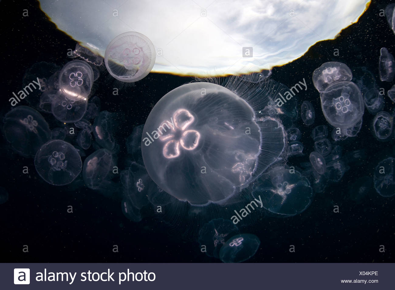 Aggregation der Mond Qualle, Aurelia Golden, Misool, West Papua, Indonesien Stockfoto