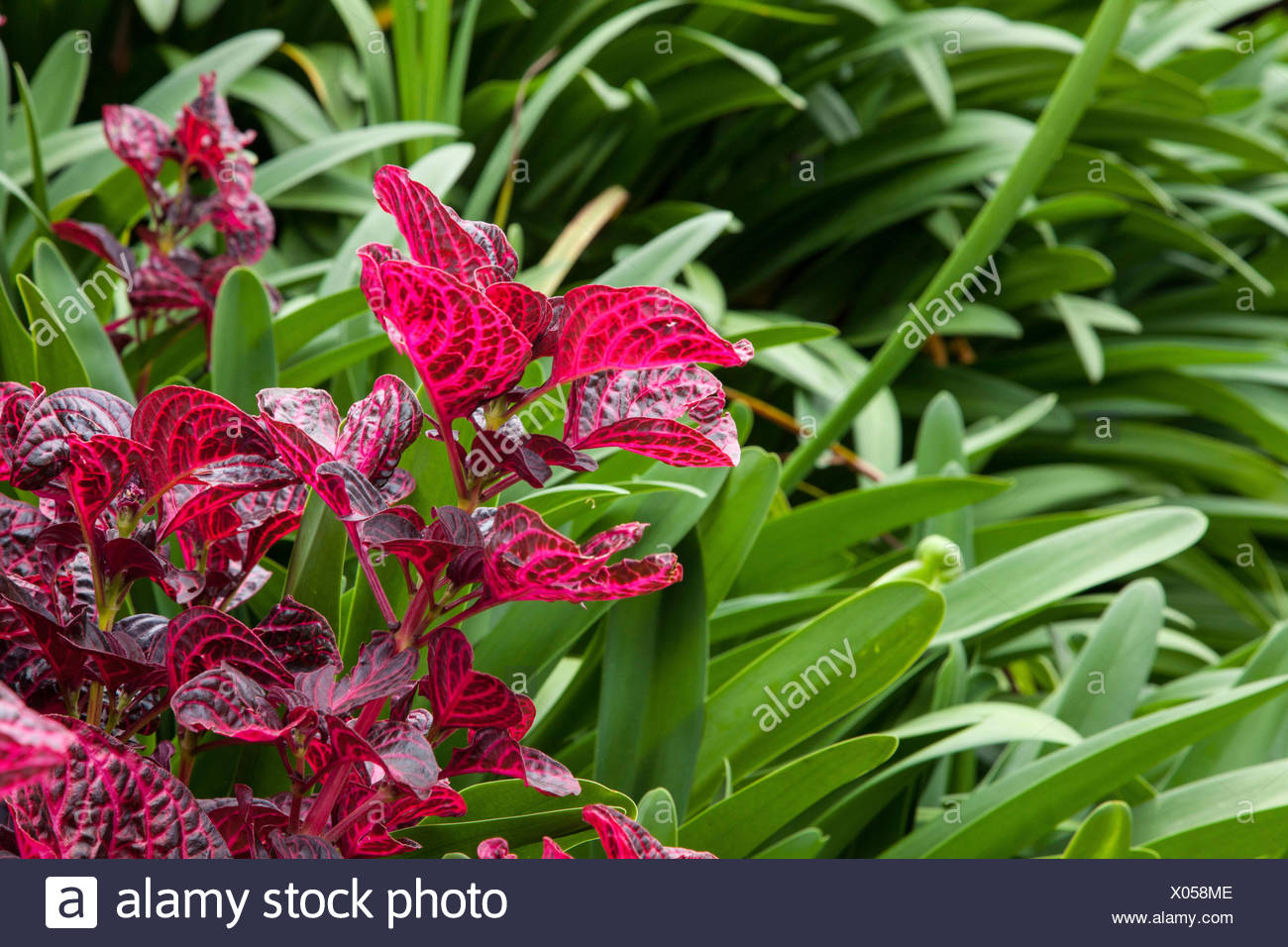 Ornamental Plant Stockfotos und bilder Kaufen Alamy