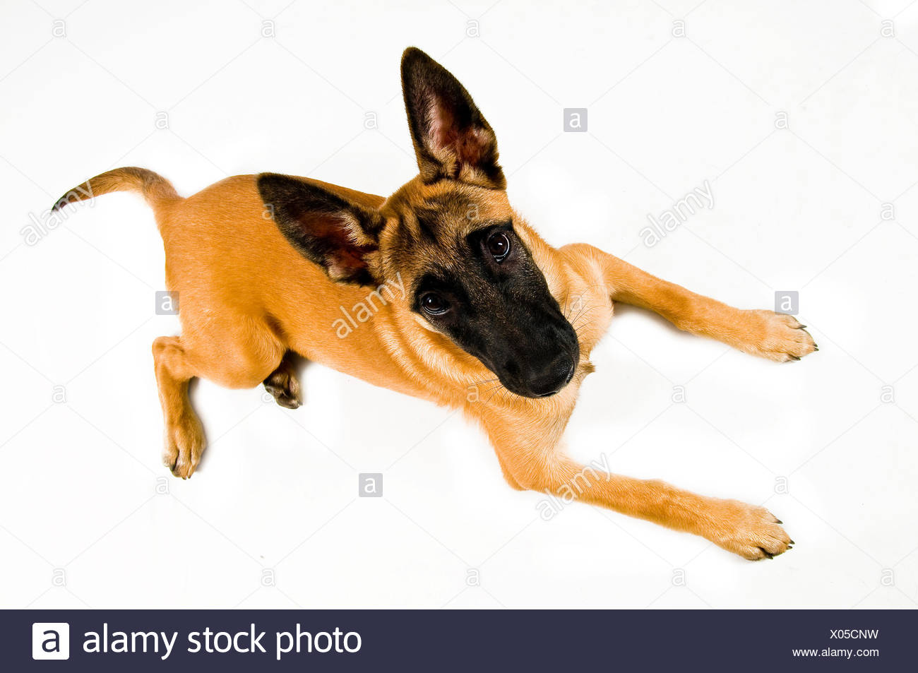 Hund Welpe Pedigree Hund Belgischen Glanz Erstrahlt Lucent Helle