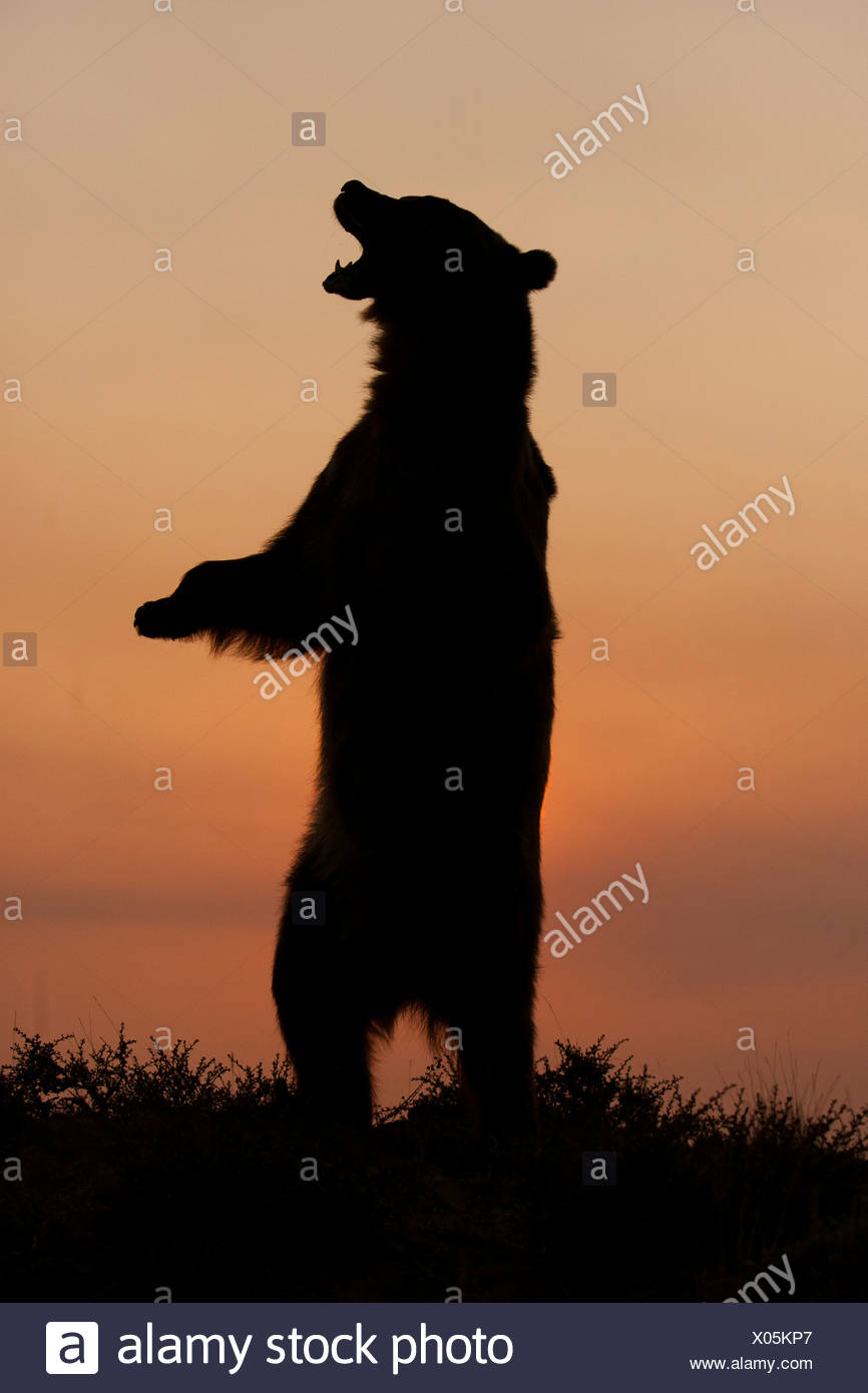 Grizzly Bar Stehend Auf Hinterbeinen Bei Sonnenaufgang Montana Usa Stockfotografie Alamy