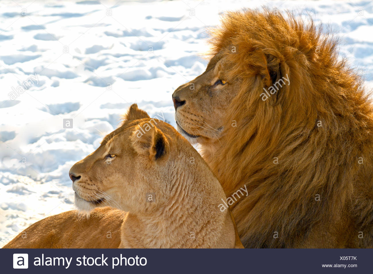 Lowe Paar Im Schnee Liegen Stockfotografie Alamy