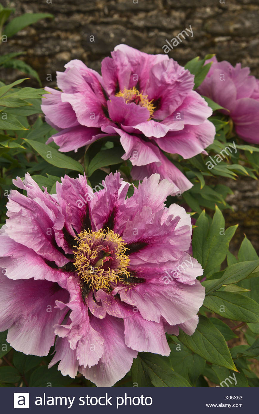 Blumen Mit Grossen Rosa Bluten Thomastown County Kilkenny Irland Stockfotografie Alamy