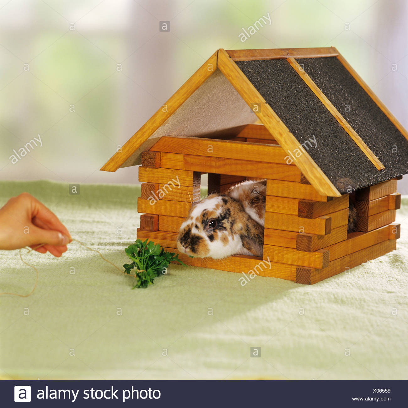 Zwerg Kaninchen Im Haus Mit Petersilie Stockfoto Bild