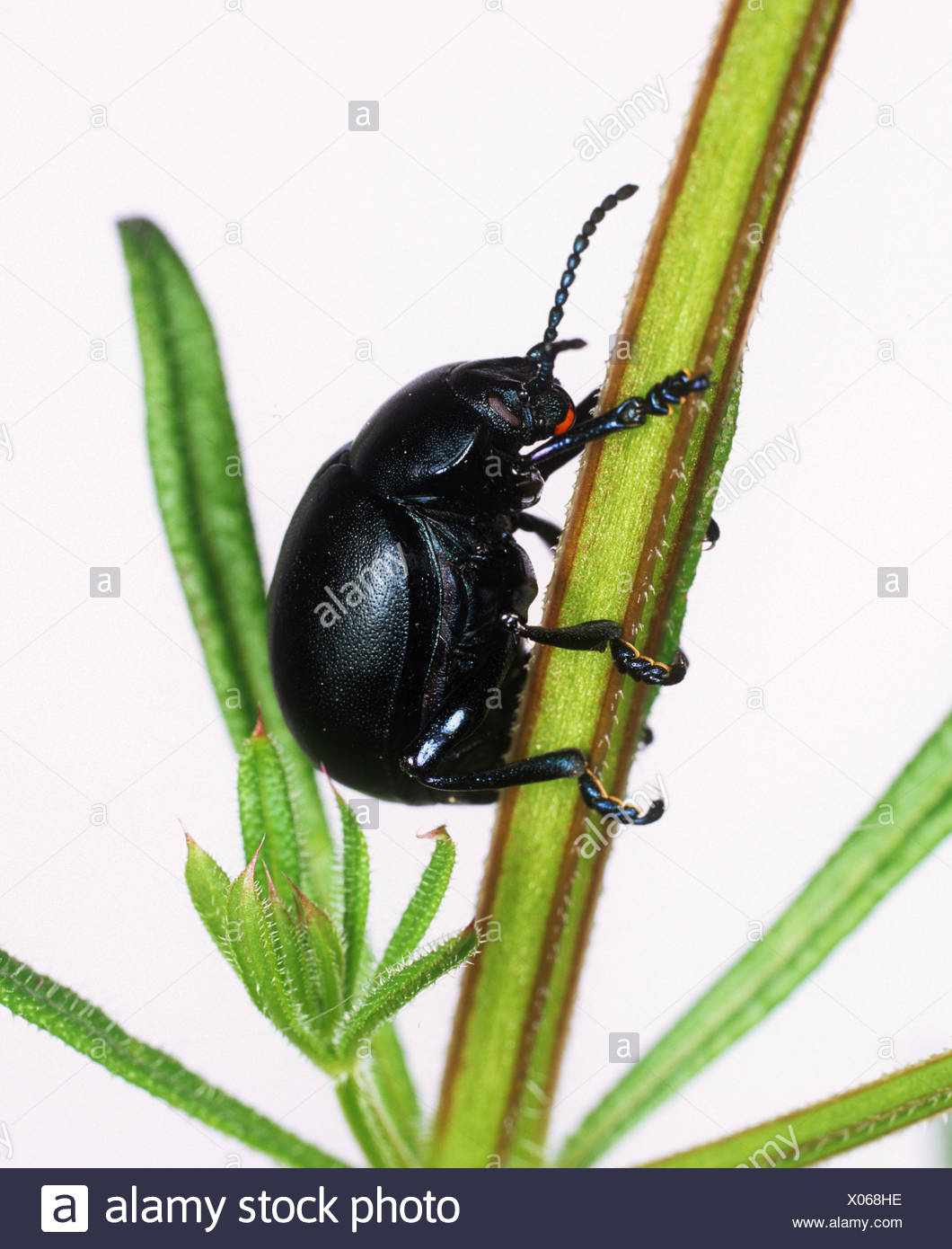 Blutige Nase Stockfotos Und Bilder Kaufen Alamy