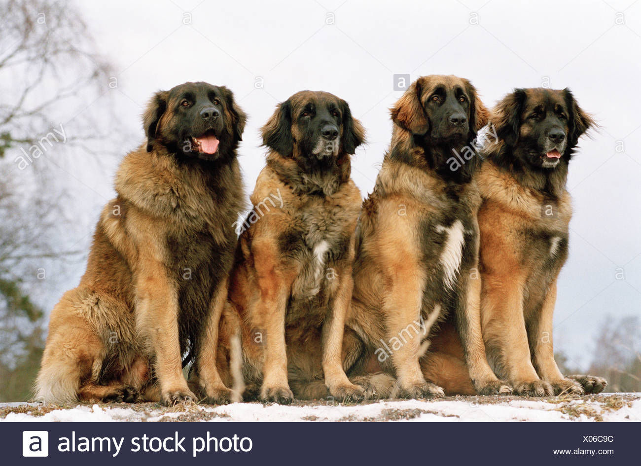 Leonberger Stockfotos und bilder Kaufen Alamy