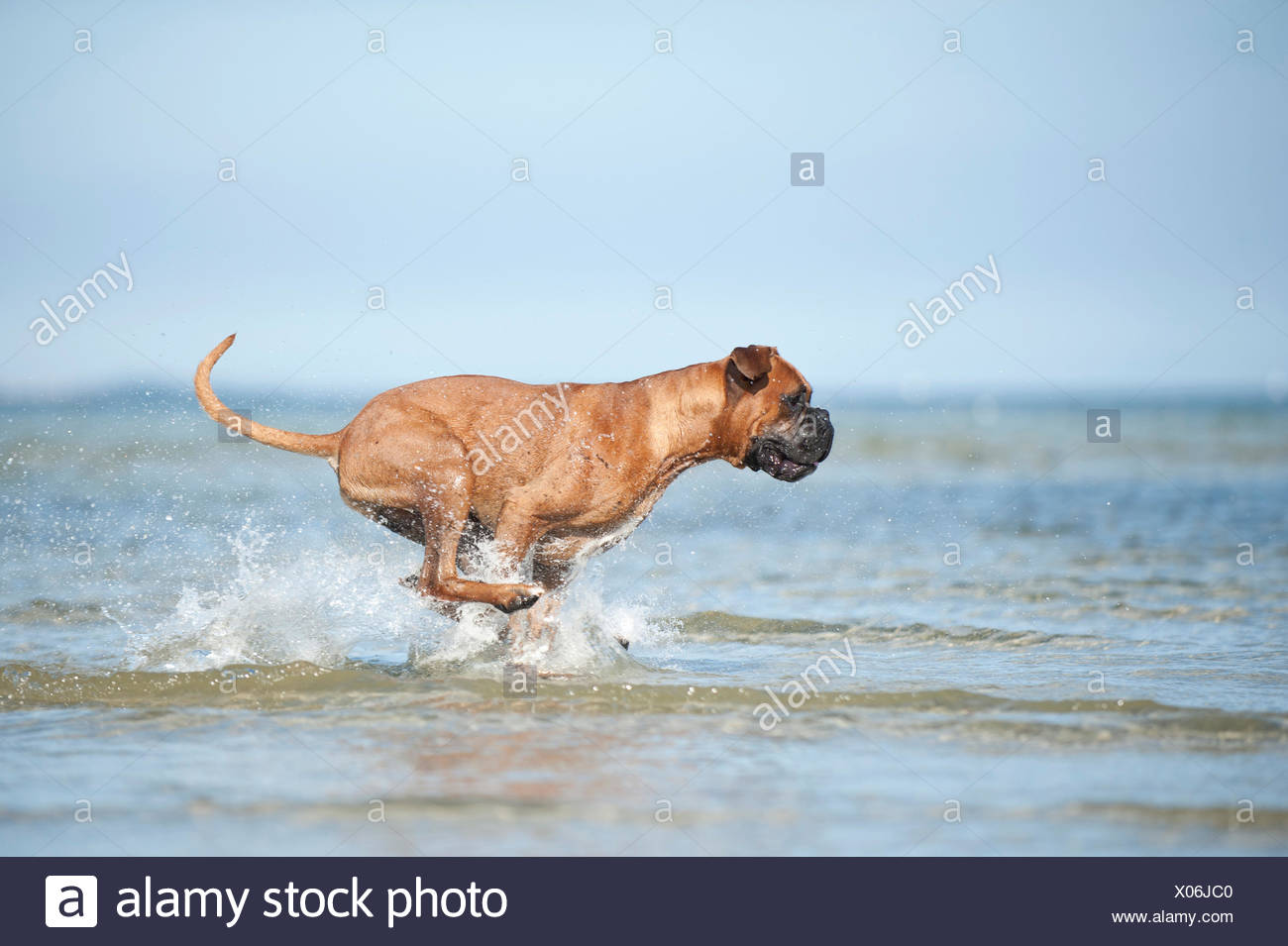 Rhodesian Ridgeback Welpen In Mecklenburg Vorpommern Ebay Kleinanzeigen