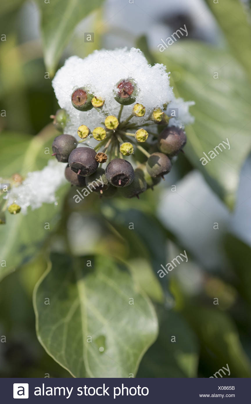 gemeinsamen Efeu, Hedera helix Stockfoto