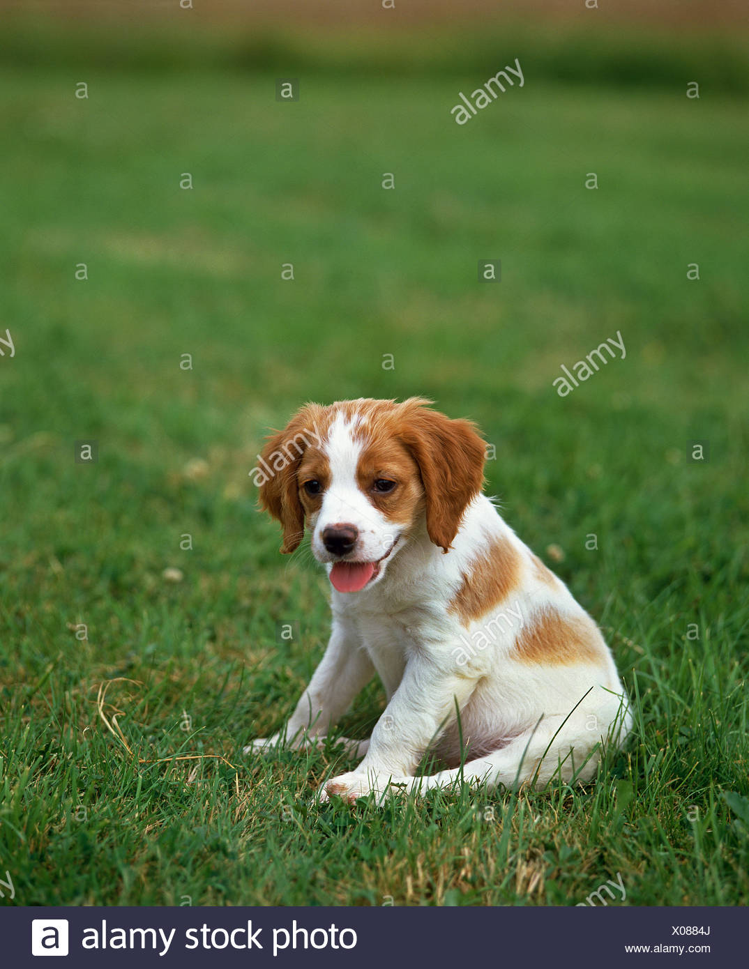 Brittany Spaniel Welpen Sitzen Auf Rasen Stockfotografie Alamy