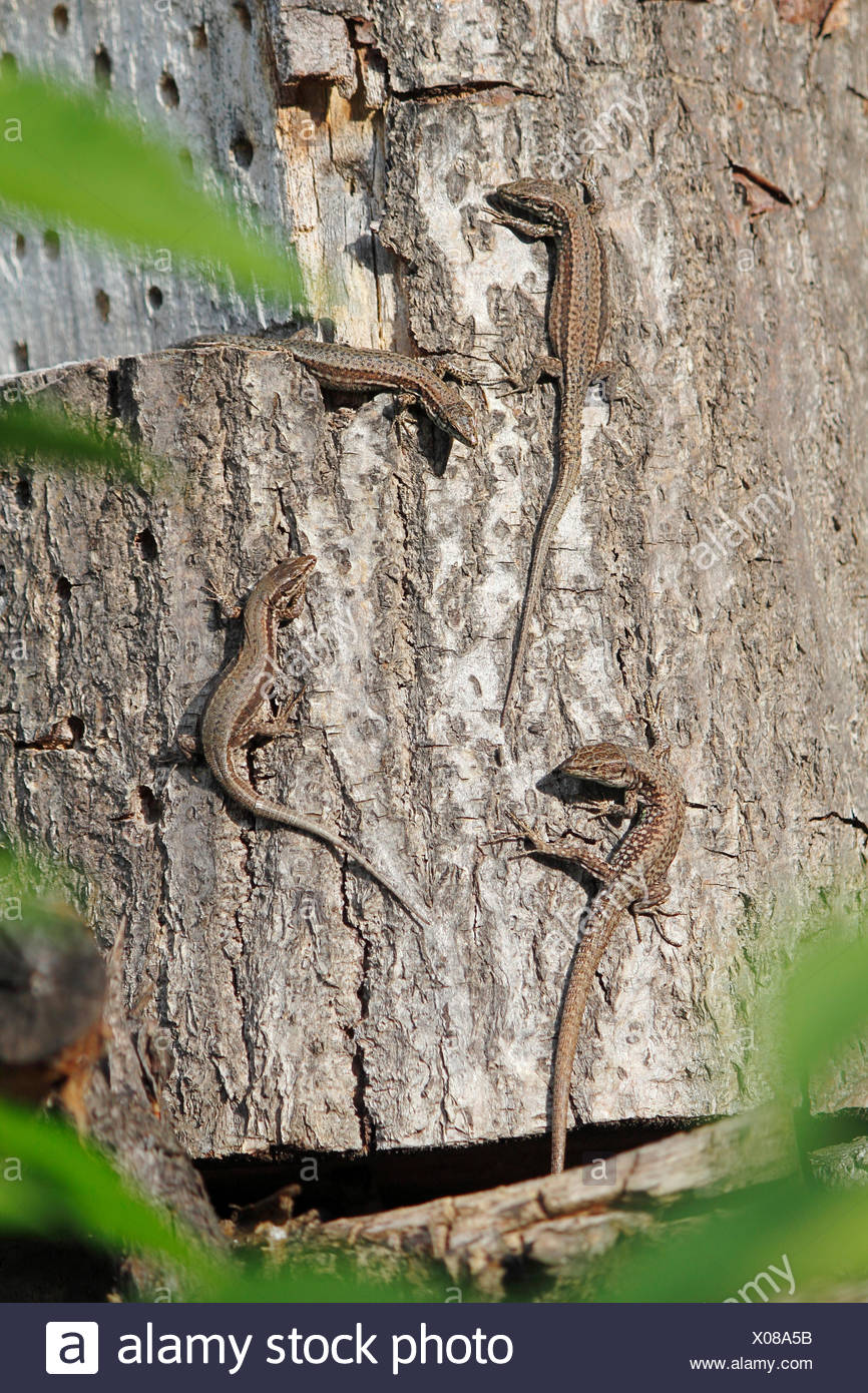 vivipare Eidechse, europäischen gemeinen Eidechse (Lacerta Vivipara, Zootoca Vivipara), vier Tiere sitzen auf einem Baumstamm zu fangen etwas Sonne, Deutschland Stockfoto