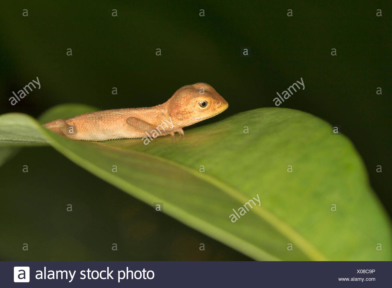 GEMEINEN Garten Eidechse, Calotes versicolor oder Blutsauger, Common, Aarey Milch Kolonie Indien Stockfoto
