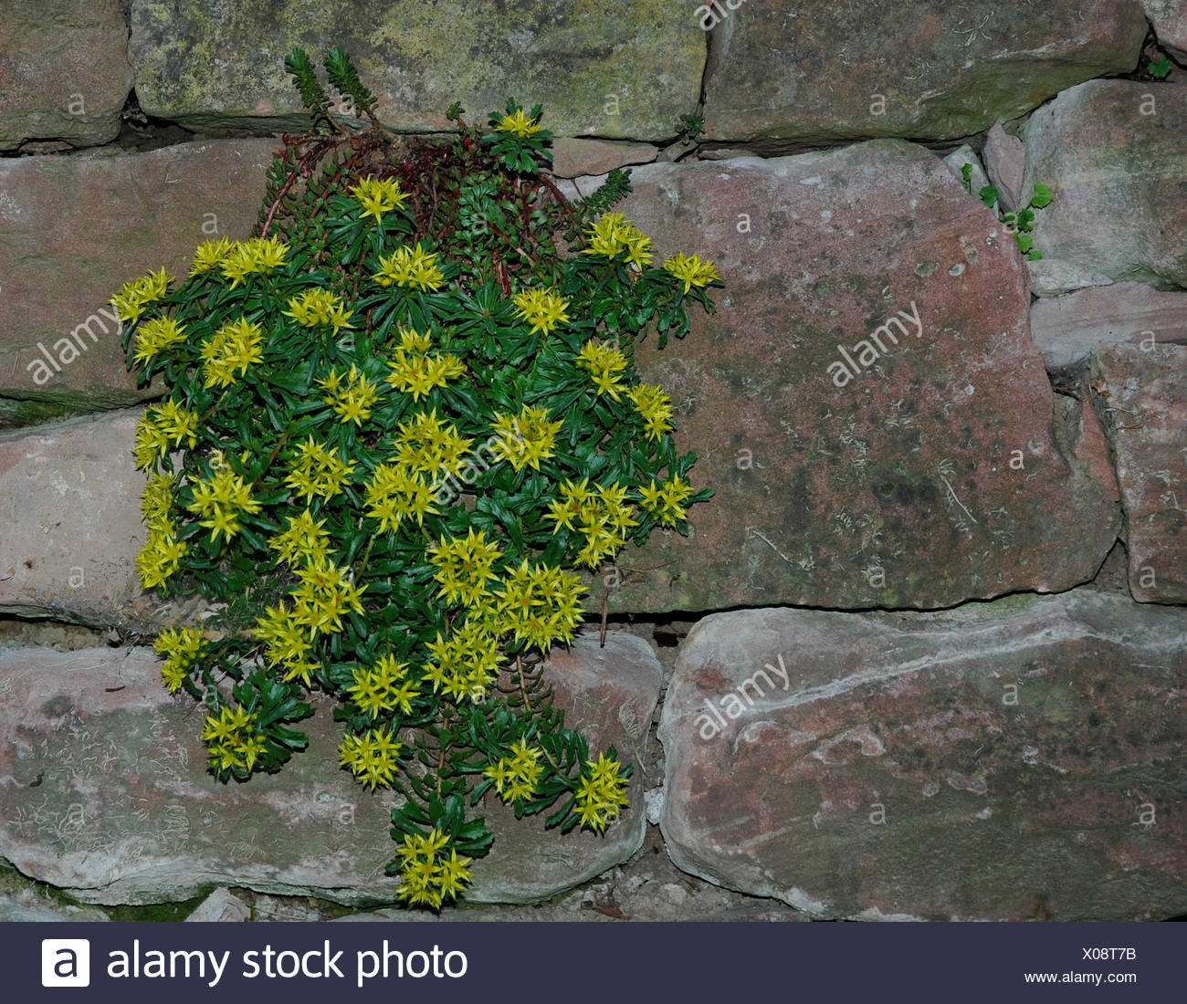 Garten Steinmauer Blatt Kleine Winzige Kleine Kurze Anhanger