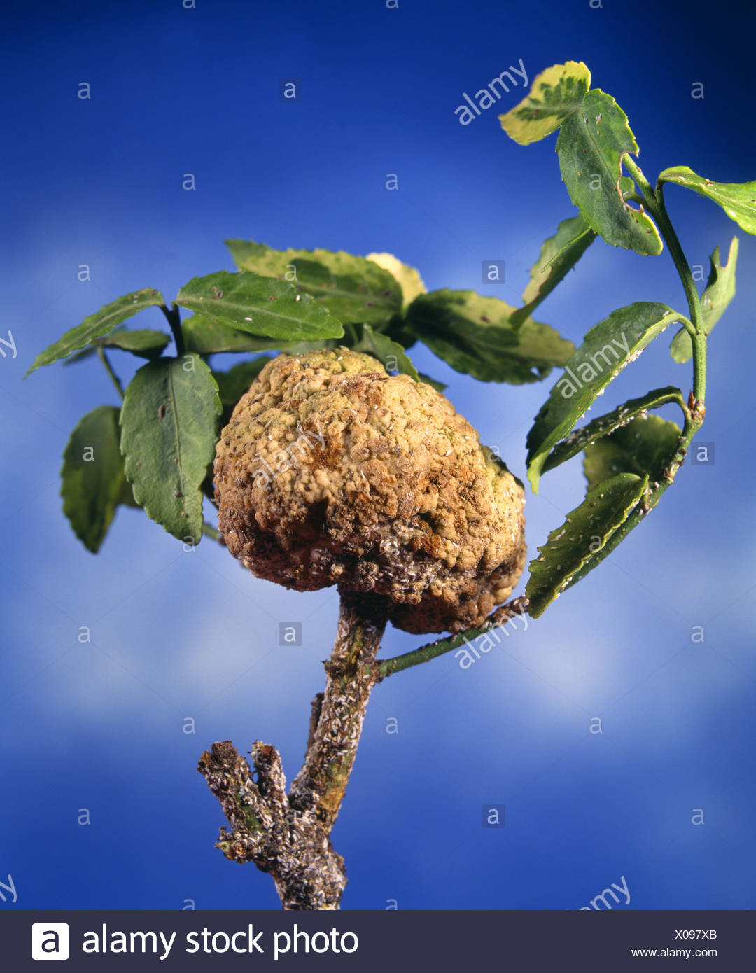 Agrobacterium Tumefaciens Stockfotos & Agrobacterium Tumefaciens Bilder