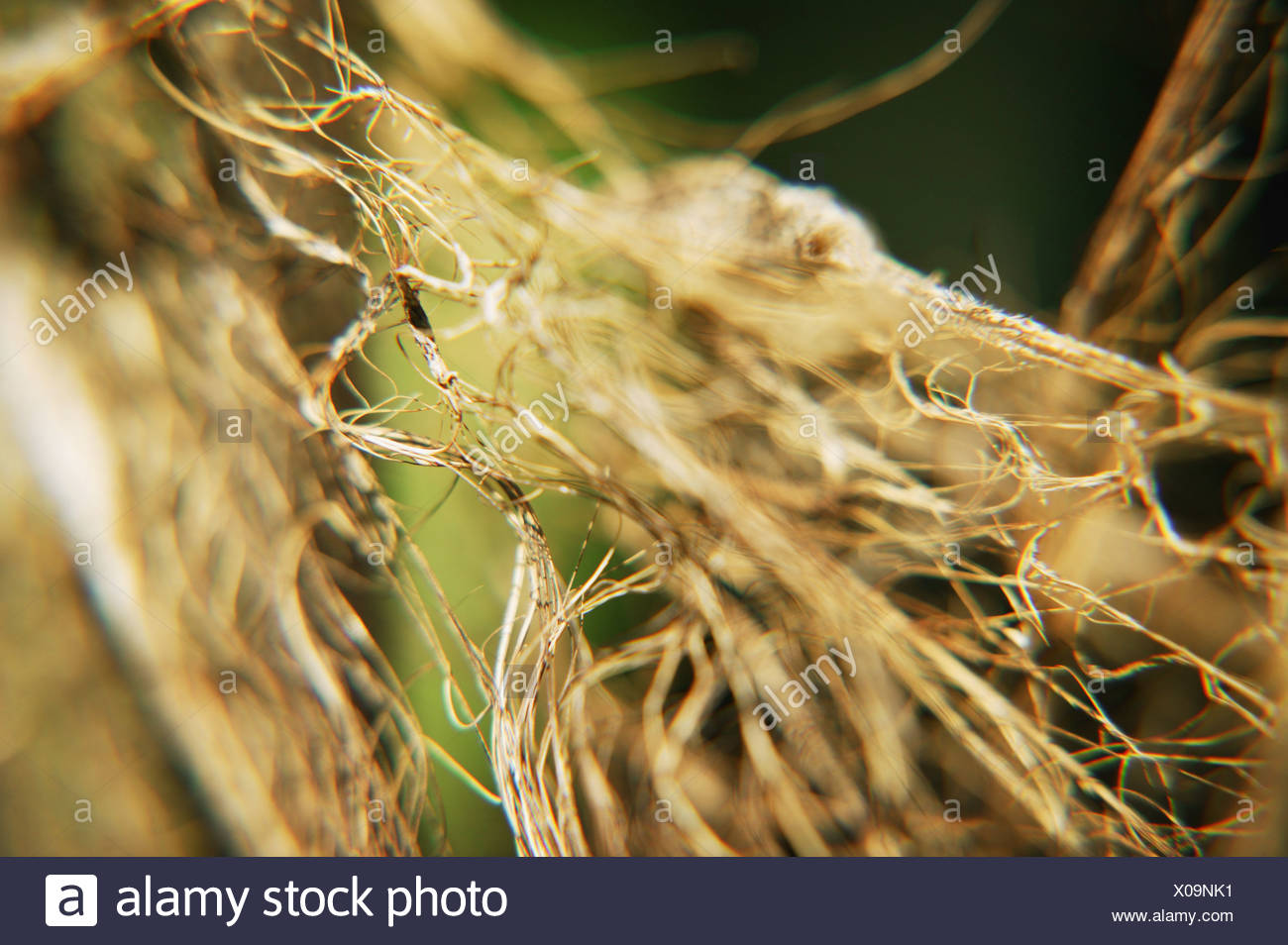 Faseriges Wurzelsystem Stockfotos und bilder Kaufen Alamy