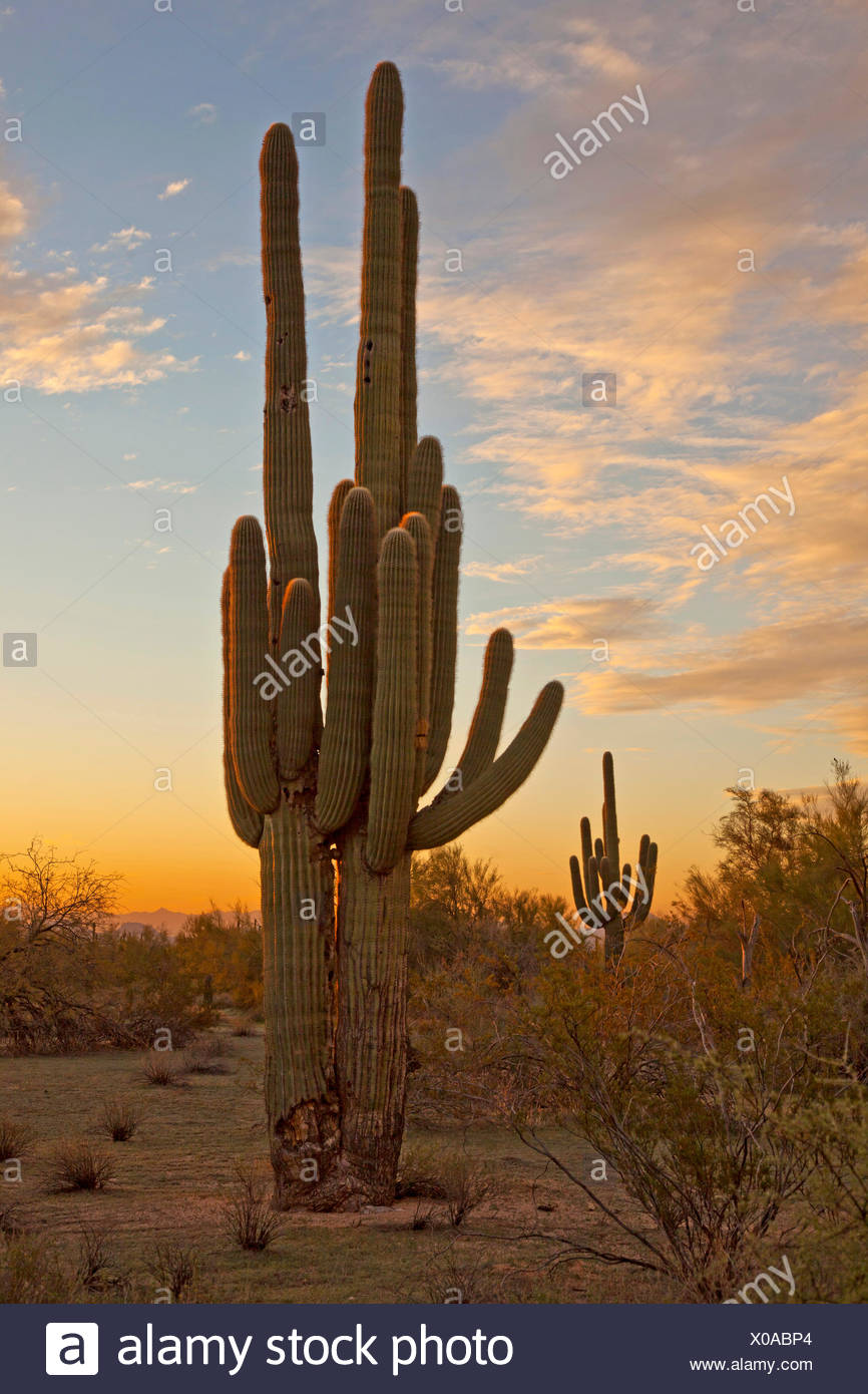 Cactuses Stockfotos und -bilder Kaufen - Alamy