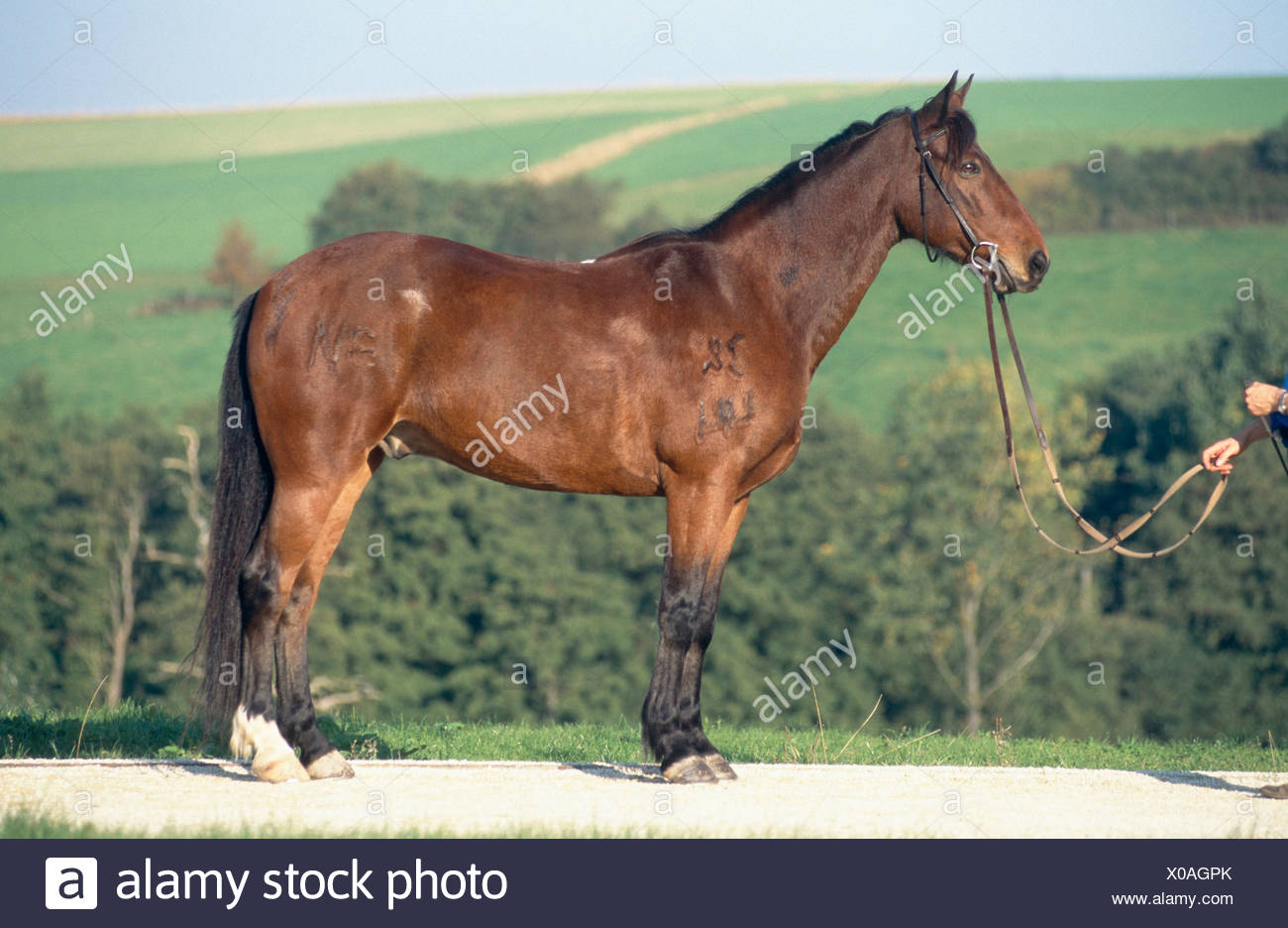Kabarda Pferd Equus Przewalskii F Caballus Wallach Sigment 12