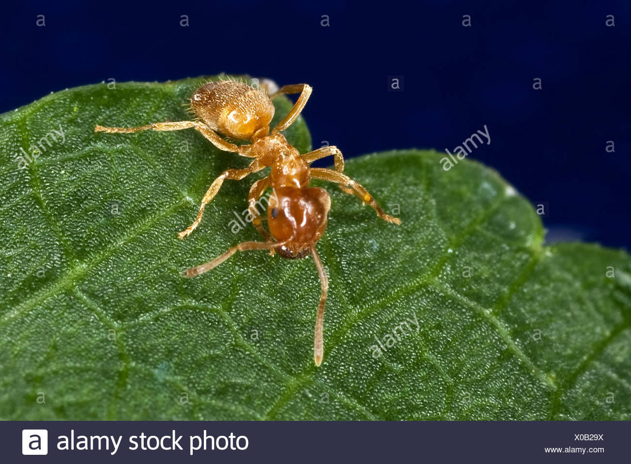 Gelbe Ameise Stockfotos und bilder Kaufen Alamy