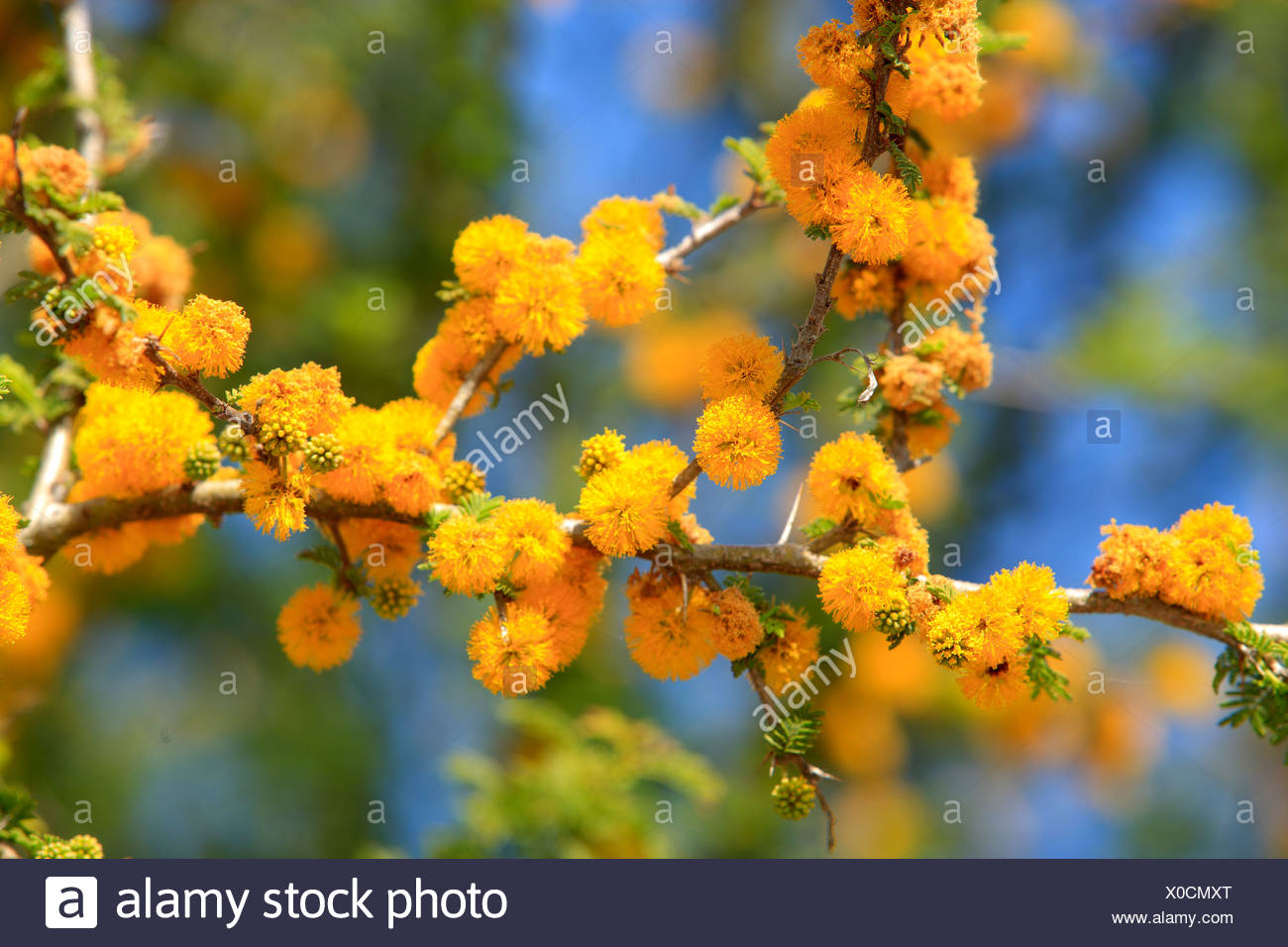Acacia Species Stockfotos und bilder Kaufen Alamy