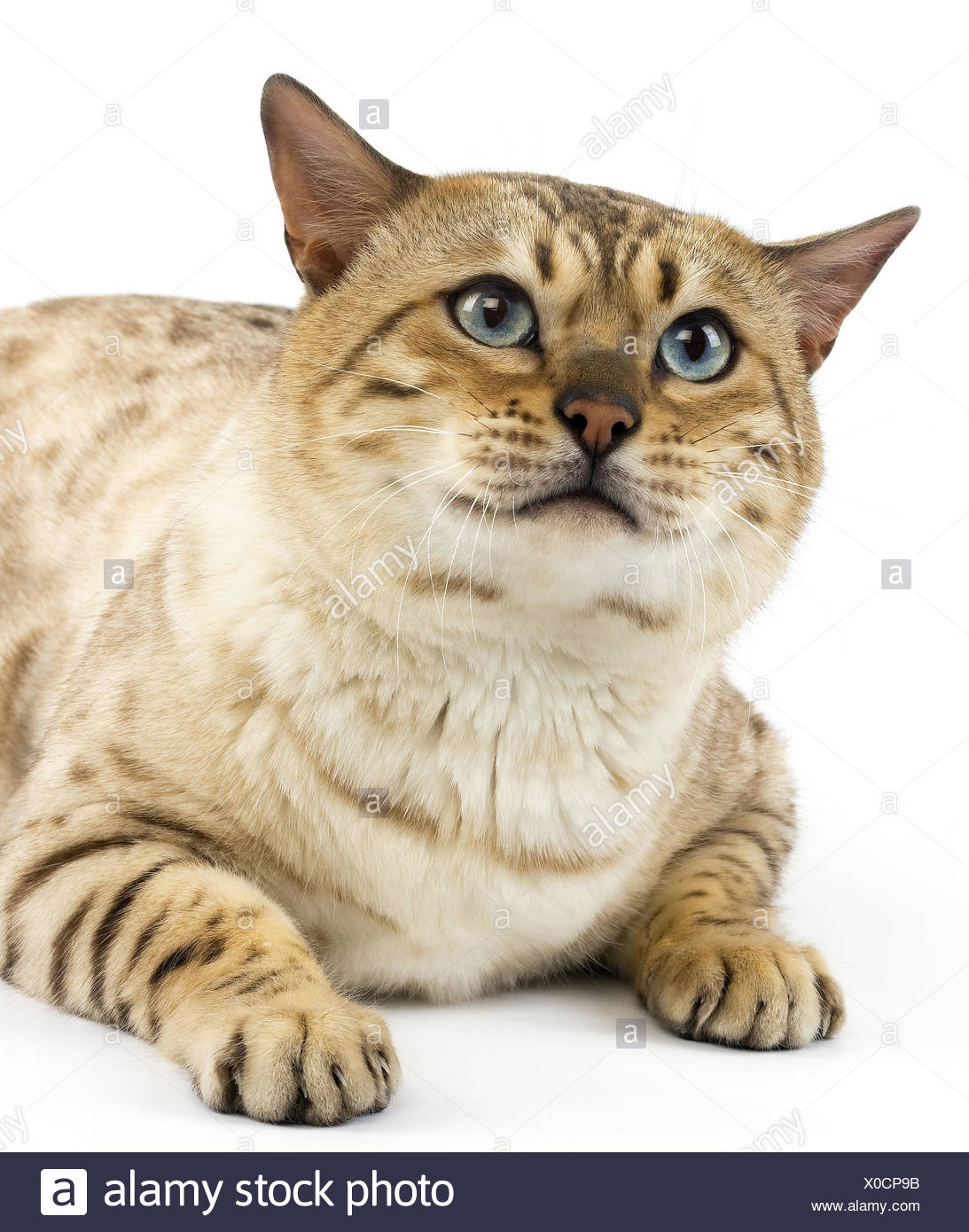 Seal Mink Bengal Katze Mit Blauen Augen Weißem Hintergrund
