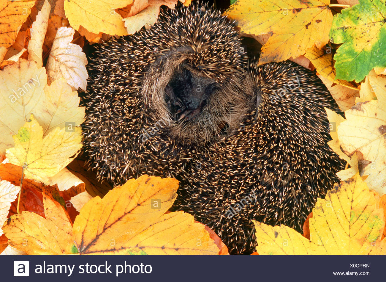 Igel Schläft In Blättern Stockfotos & Igel Schläft In Blättern Bilder