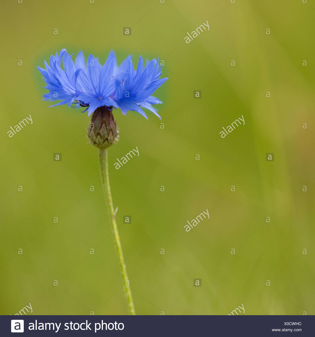 Kornblume Centaurea Centaurea Cyanus Geschaftsbericht Schaltflache Bachelor S Korb Blume Schonheit In Natur Zusammenarbeit Boutonniere Blume Farbe Contemporary Kornblume Cottage Gartenpflanze Kreativ Kulinarisch Verwendet Traumhafte